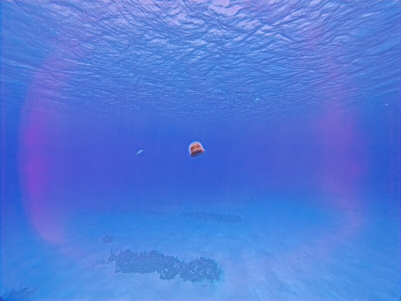 Small Jelly-Thingy.jpg
