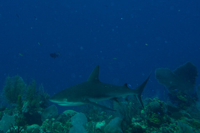 Smaller Reef Shark.jpg
