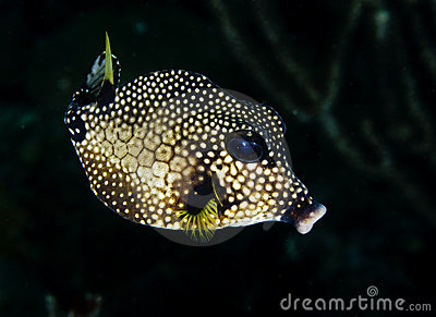 smooth-trunkfish-15486035.jpg