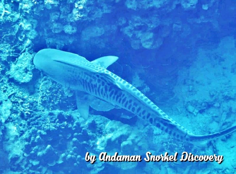 snorkeling-with-a-tiger-shark-in-surin-islands-thailand-orig_orig.jpg