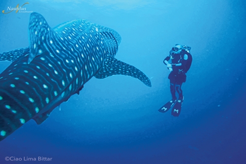 Socorro-whale-shark-002-min.jpg