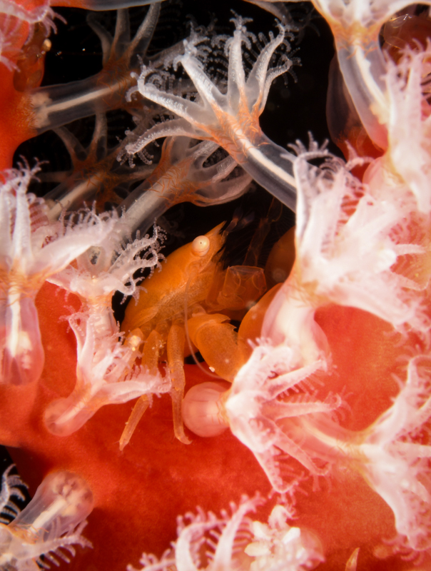 Soft coral crab-Ambon-2018-5036.jpg