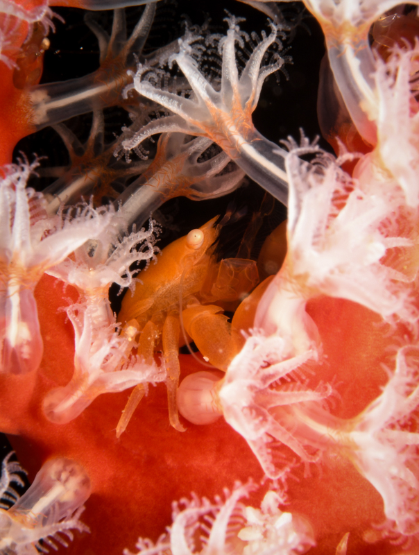 Soft coral crab-Ambon-2018-5036.jpg Soft coral crab-Ambon-2018-5036.jpg