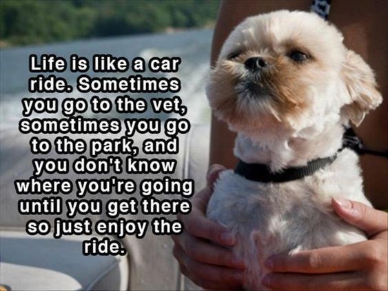 sometimes-go-vet-sometimes-go-park-and-dont-know-where-going-until-get-there-so-just-enjoy-ride.jpg