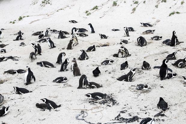 south-african-penguins-1232536982.jpg