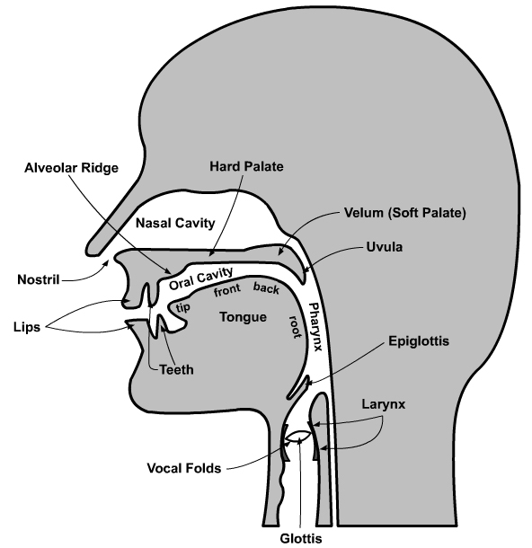 Speech-Organs-Diagram.jpg