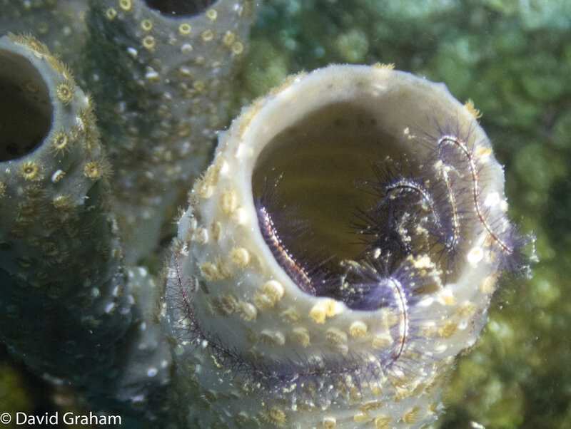 spiny wiry creature on the lip of a sponge.JPG