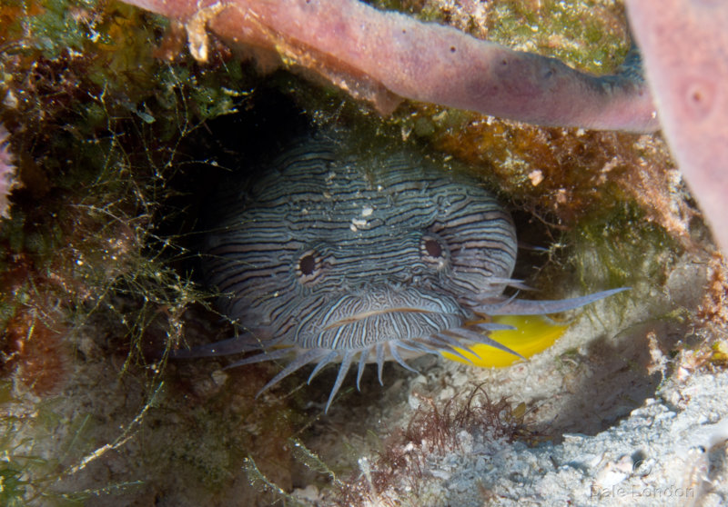 Splendid Toadfish 001 Coz Oct 2018c.jpg