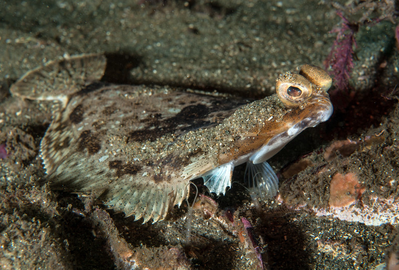 Spotted%20turbot_DSC5872-X2.jpg Spotted%20turbot_DSC5872-X2.jpg