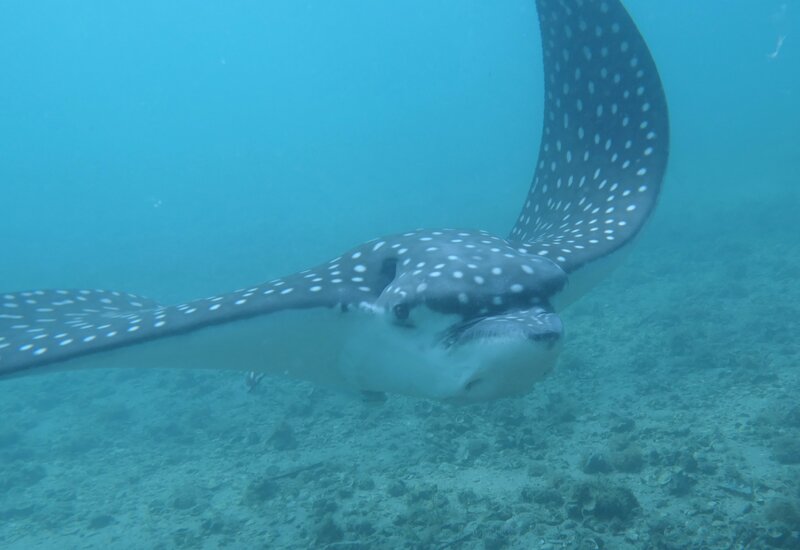 Spotted Eagle Ray.JPG