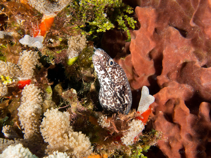 Spotted Moray eel 001 Coz Oct 2018c.jpg