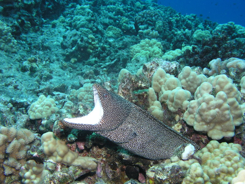 Spotted moray eel Maui 2005.JPG