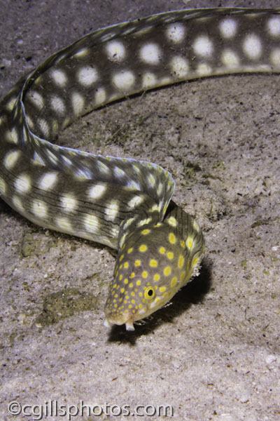 Spotted Snake Eel-.jpg