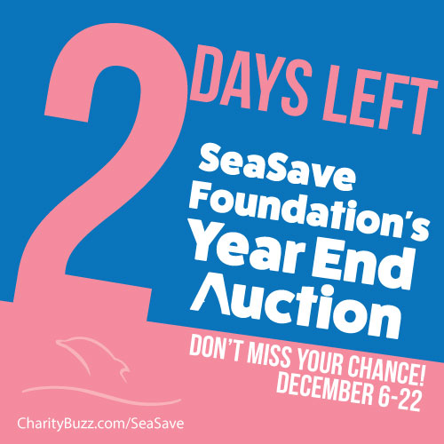 SQAuction2Day.jpg