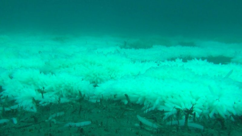 squid egg field 2013-12-19 HR-es.jpg