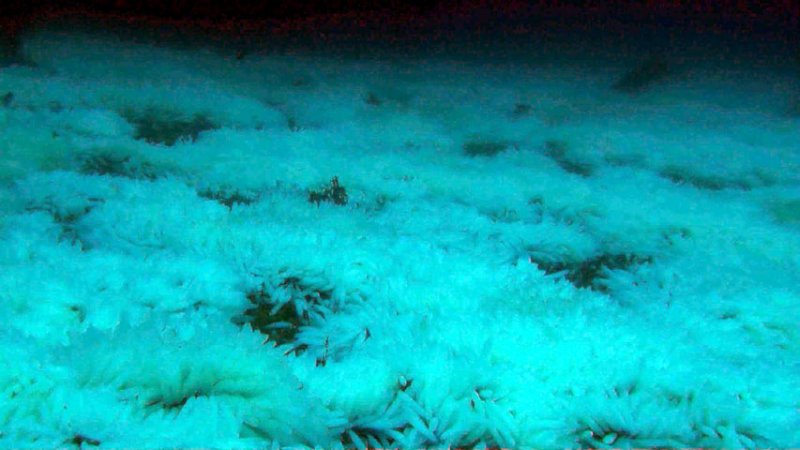 squid egg field 2014-12-18 HR-ls.jpg