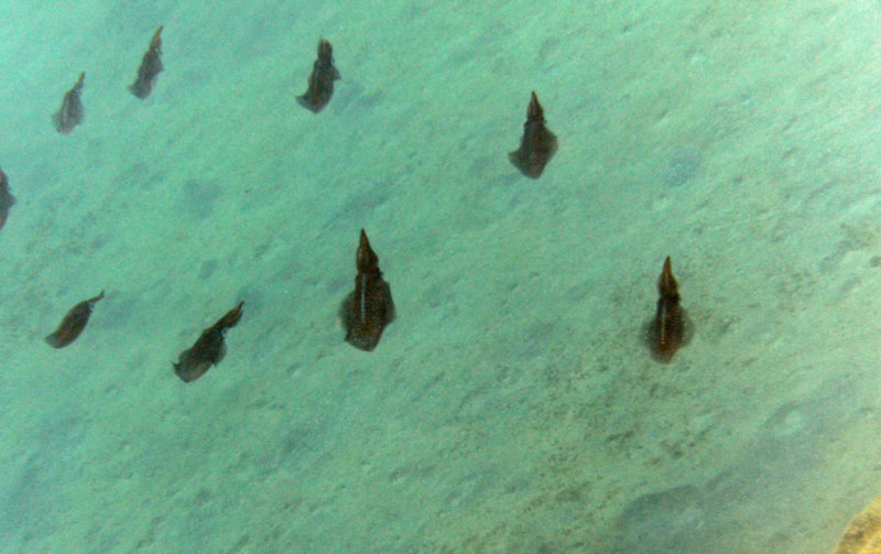 Squid School II.jpg Squid School II.jpg