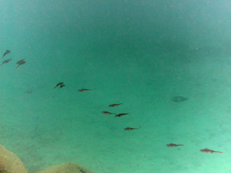 Squid School.jpg Squid School.jpg