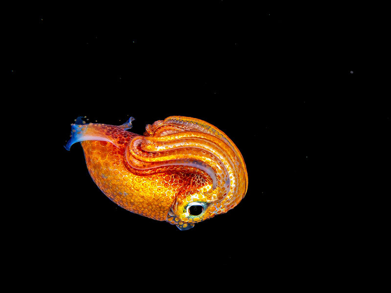 squidly.jpg squidly.jpg