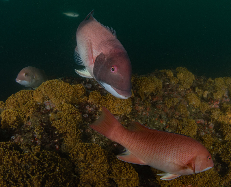 ssyphus%20pulcher%20California%20Sheephead%20male%20with%20smaller%20females_ART8141_zps2dmx9zod.jpg