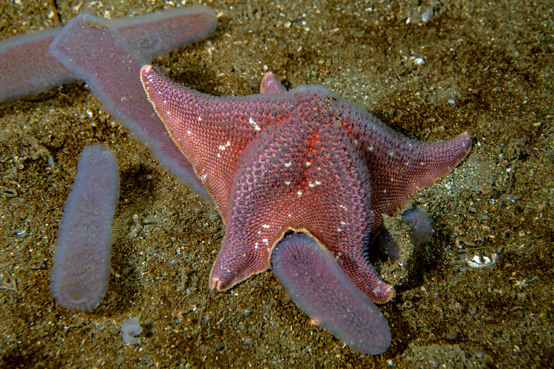 Star%20%26%20pyrosomes%20DSC_6013-L.jpg Star%20%26%20pyrosomes%20DSC_6013-L.jpg