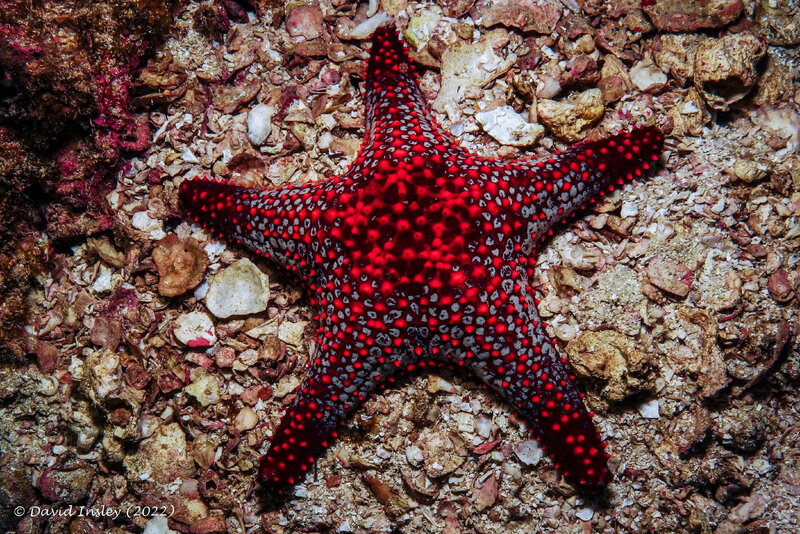 Starfish 3 (1 of 1).jpg