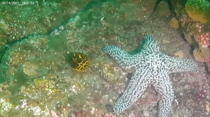 starfish1.JPG