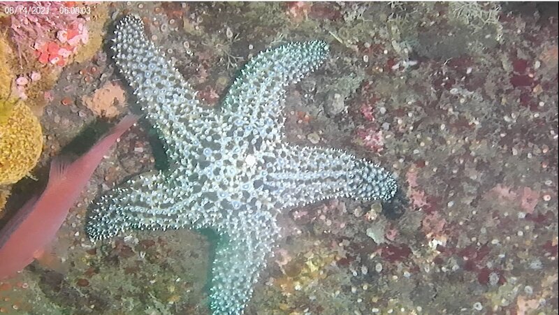 starfish2.JPG