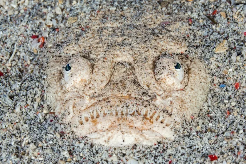 stargazer-fish.webp