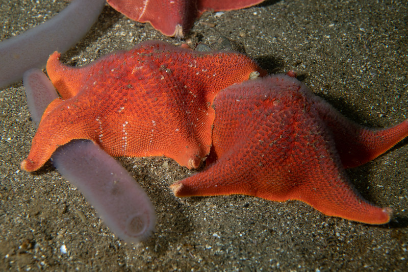 Stars%20%26%20pyrosomes%20DSC_6020-L.jpg Stars%20%26%20pyrosomes%20DSC_6020-L.jpg
