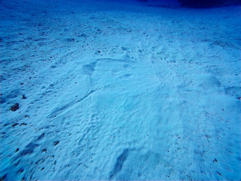 Stingray Impression.jpg