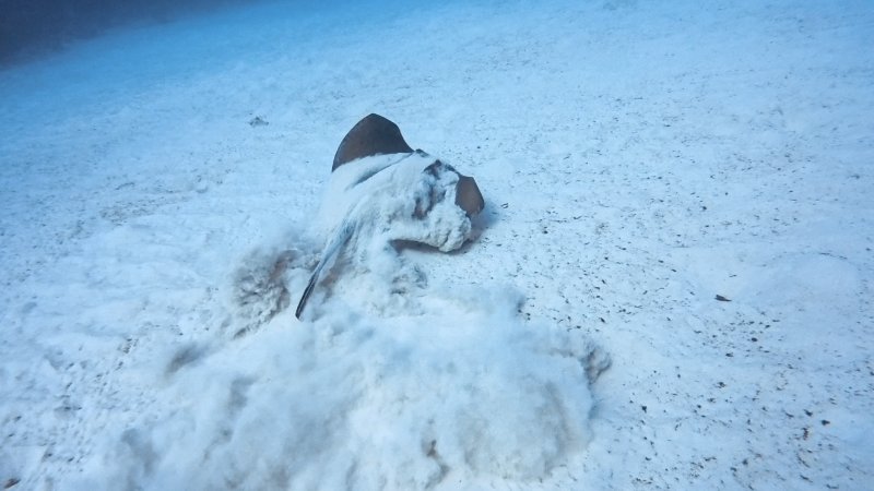 Stingray Launch.jpg