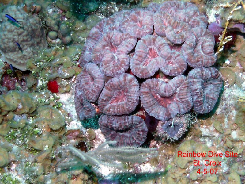 strange coral.jpg