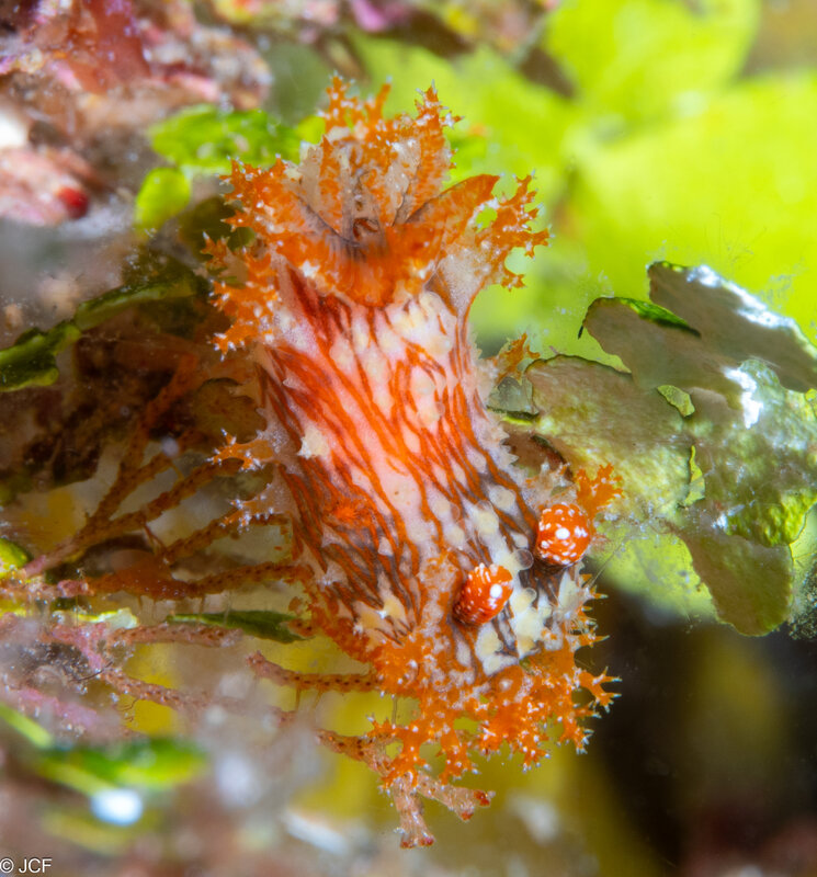 Striped Polycera.jpg Striped Polycera.jpg