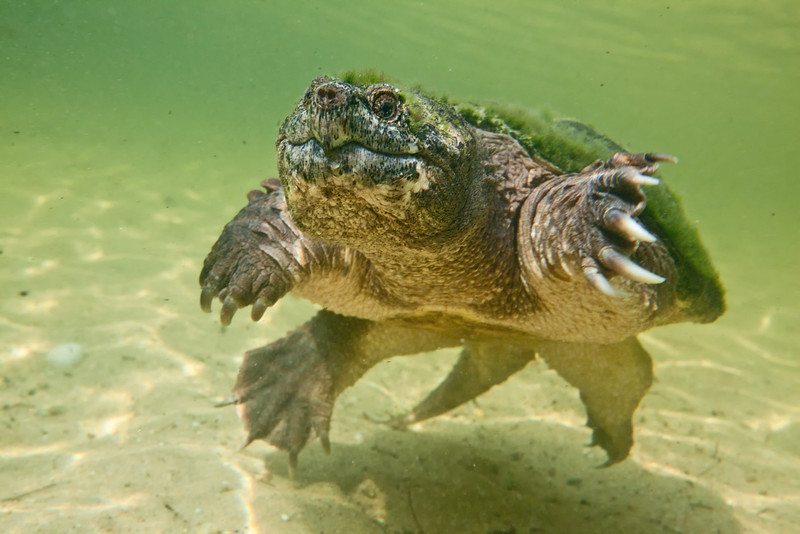 swimming snapping turtle-L-1.jpg