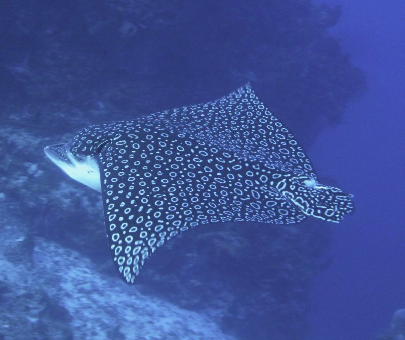 Tail-less Eagle Ray.jpg