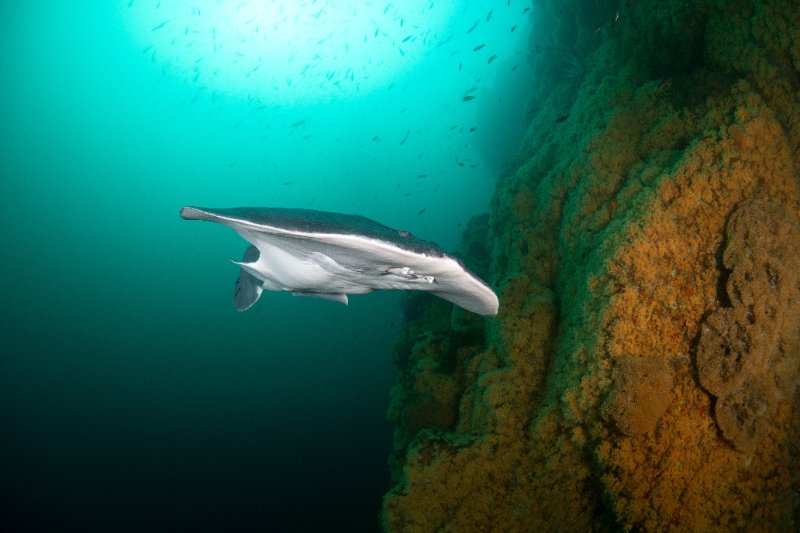 Tetronarce californica, Pacific electric ray2.jpg