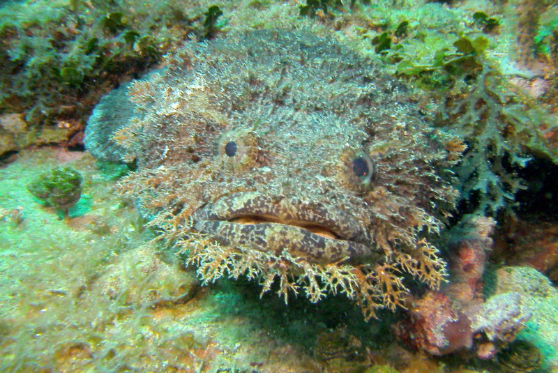 Thib the Toadfish.jpg Thib the Toadfish.jpg