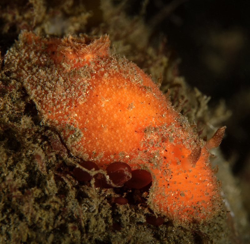 Thordisa%20rubescens_zpscxjvk26o.jpg Thordisa%20rubescens_zpscxjvk26o.jpg