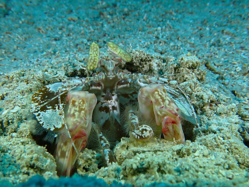 TIGER MANTIS PANGLAO.jpg