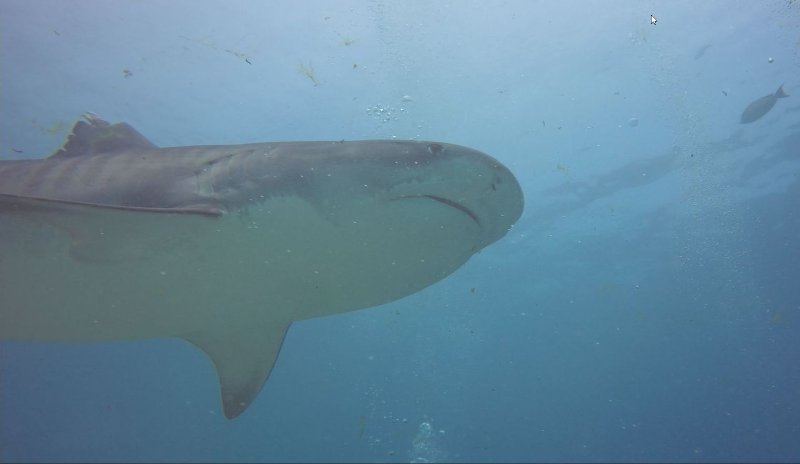 TIGER SHARK ABOVE.jpg