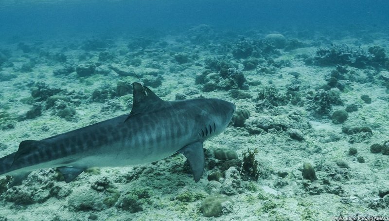 tiger-shark-tagging-lamave-tmo-tubbataha-reefs.jpg