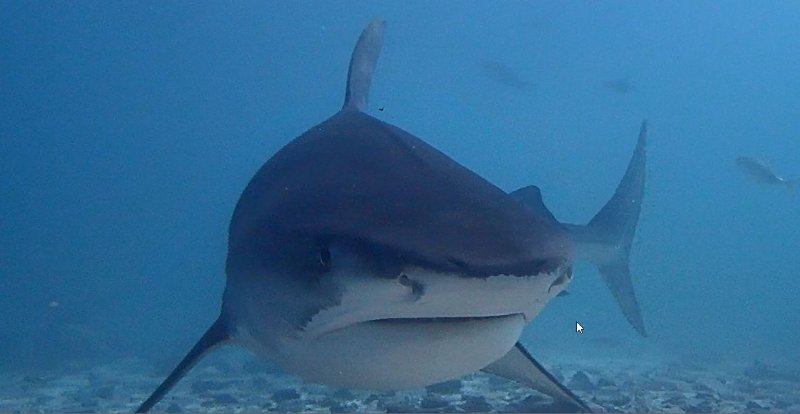 TIGER SHARK TIGER ZOO.jpg