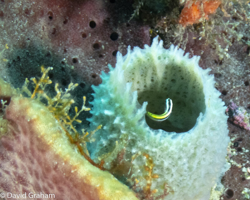 Tiny yellow fish living in small sponge living in a bigger sponge on a shipwreck.JPG