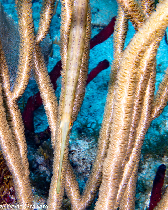 top down vertical trumpet vish aligned with the Gorgonion soft coral (1 of 1).jpg
