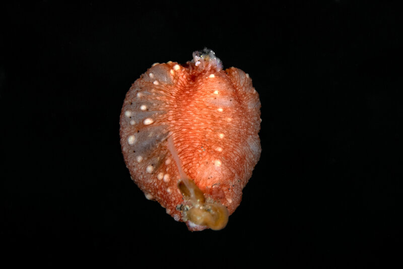 Topaz Deep DSC_7772.jpg