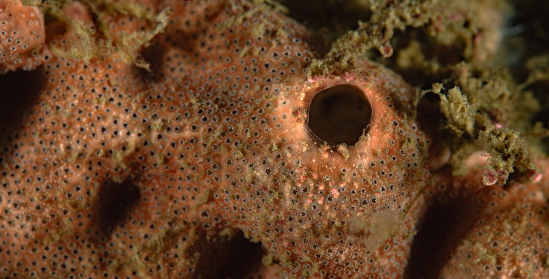 Trididemnum%20opacum_zpsuj5l21fw.jpg Trididemnum%20opacum_zpsuj5l21fw.jpg