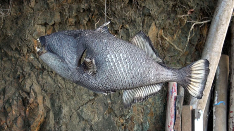 triggerfish Sabang 2013-04-25-as.jpg