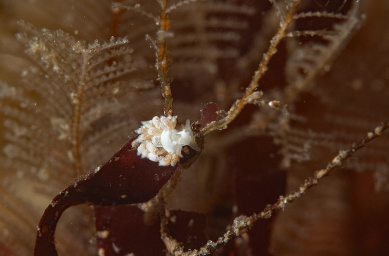 Trinchesia%20albocrusta_DSC5757-X2.jpg