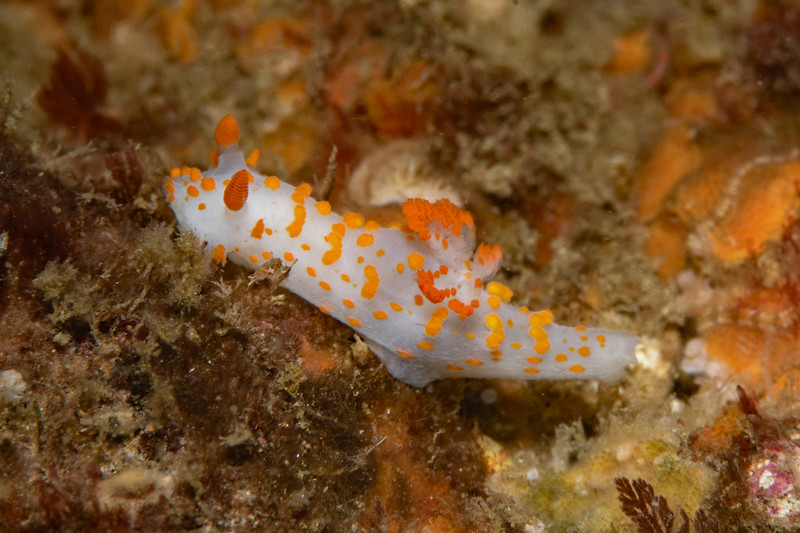 Triopha%20catalinae%20DSC_4357-XL.jpg Triopha%20catalinae%20DSC_4357-XL.jpg